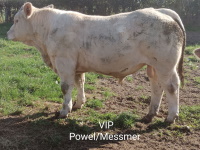 VIP