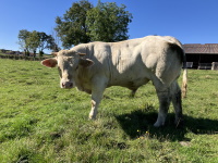 VERCORS