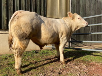 VULPIN