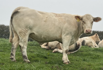 reproductrice charolaise