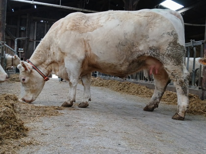 reproductrice charolaise