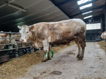 reproductrice charolaise