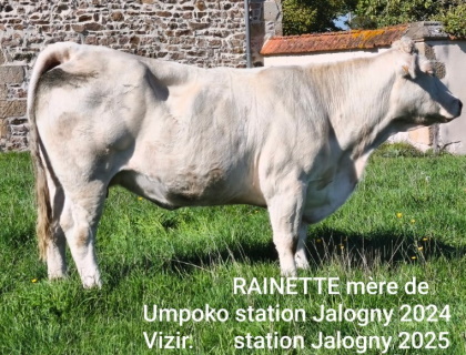 reproductrice charolaise