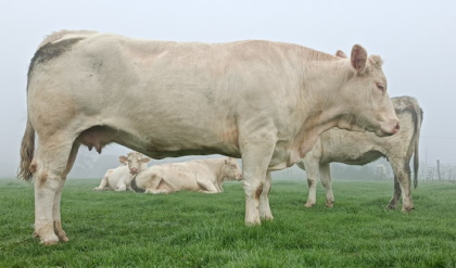 reproductrice charolaise