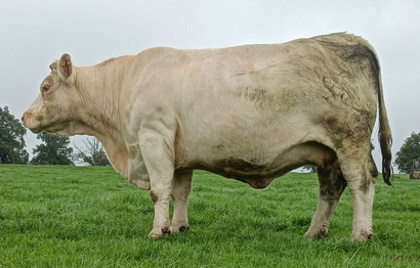 reproductrice charolaise