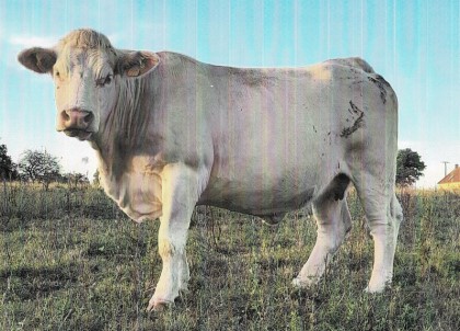 reproductrice charolaise
