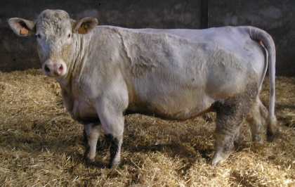 reproductrice charolaise