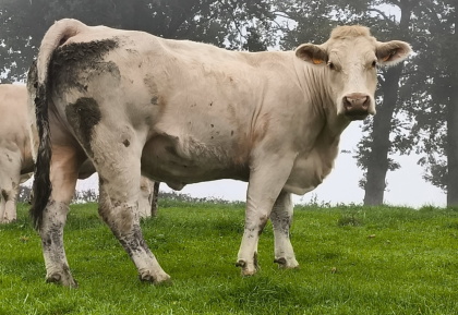 reproductrice charolaise