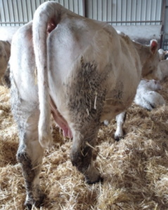 reproductrice charolaise