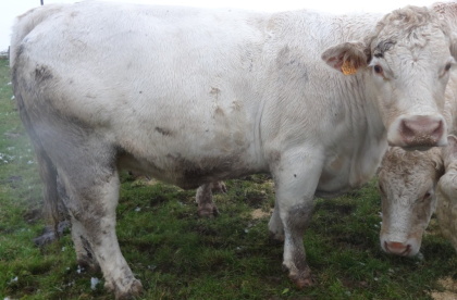 reproductrice charolaise