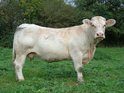 reproductrice charolaise