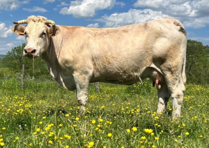 reproductrice charolaise