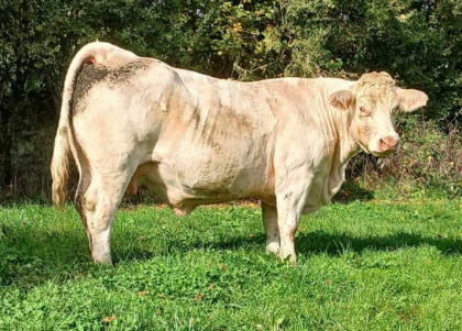 reproductrice charolaise