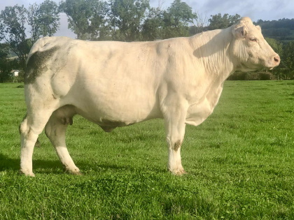 reproductrice charolaise