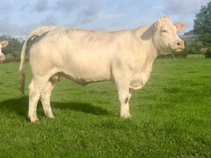 reproductrice charolaise