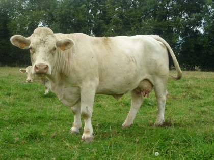 reproductrice charolaise