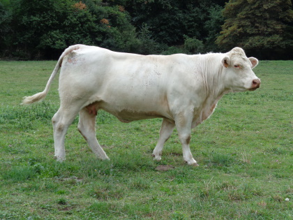 reproductrice charolaise