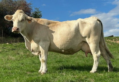 reproductrice charolaise