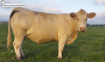 reproductrice charolaise