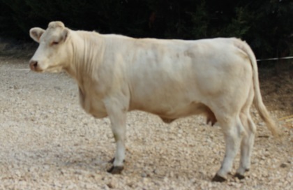reproductrice charolaise