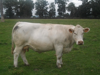 reproductrice charolaise