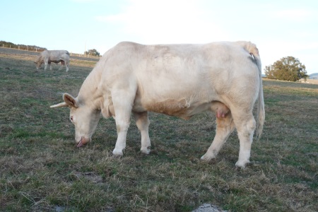 reproductrice charolaise