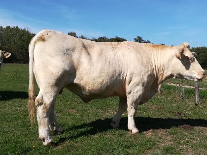 reproductrice charolaise