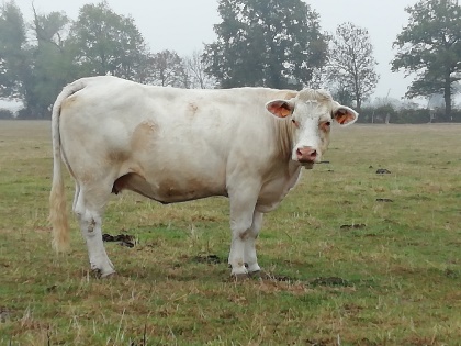 reproductrice charolaise