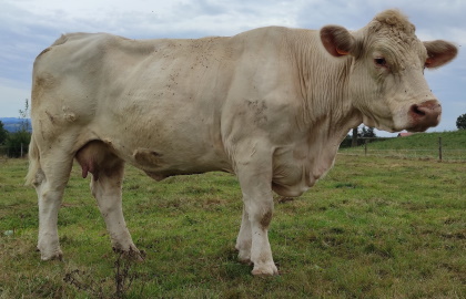 reproductrice charolaise
