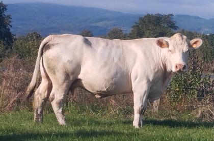 reproductrice charolaise