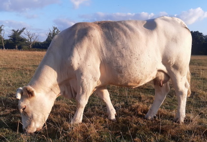 reproductrice charolaise