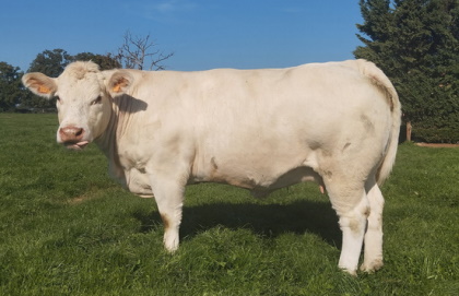 reproductrice charolaise