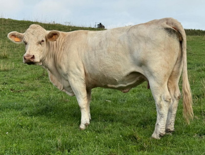 reproductrice charolaise