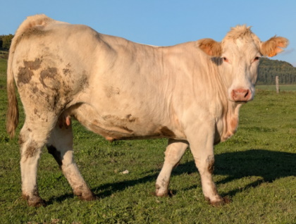 reproductrice charolaise