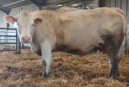 reproductrice charolaise