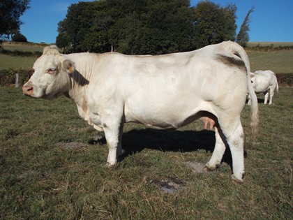 reproductrice charolaise