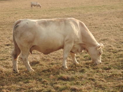 reproductrice charolaise