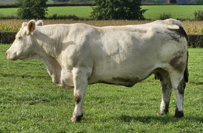 reproductrice charolaise