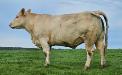 reproductrice charolaise