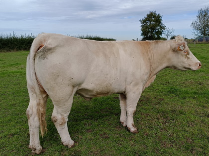 reproductrice charolaise