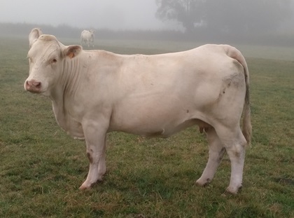 reproductrice charolaise