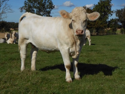 reproductrice charolaise