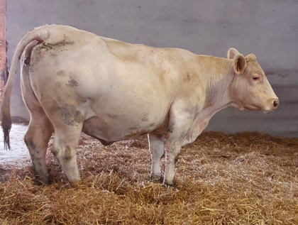 reproductrice charolaise