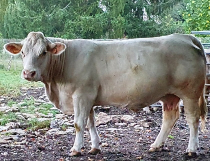 reproductrice charolaise