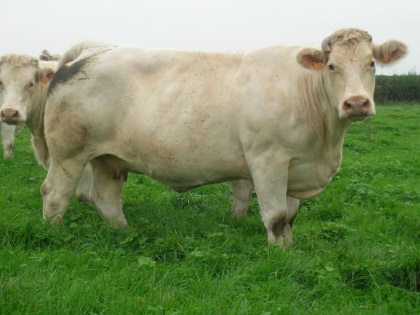 reproductrice charolaise