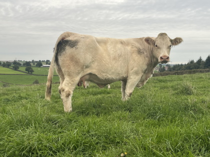 reproductrice charolaise