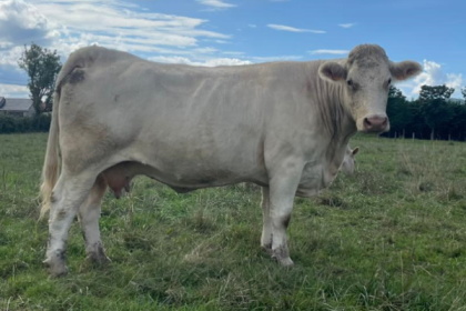 reproductrice charolaise