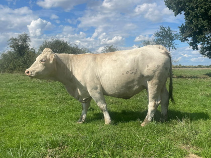 reproductrice charolaise