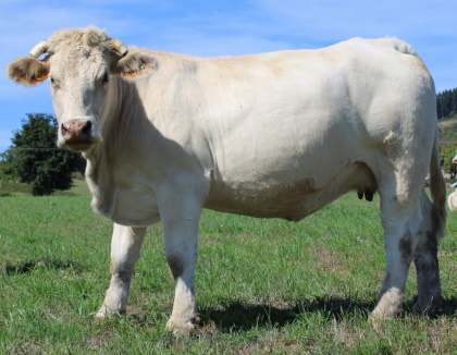 reproductrice charolaise