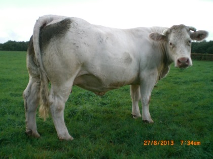 reproductrice charolaise